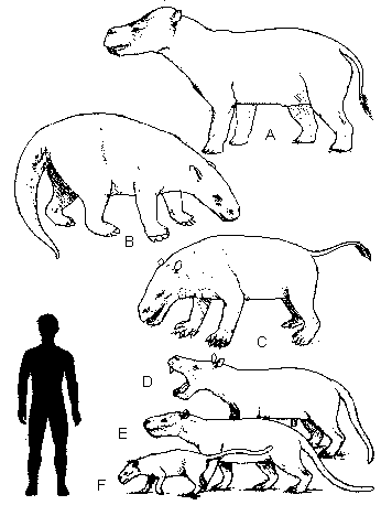 earliest mammals