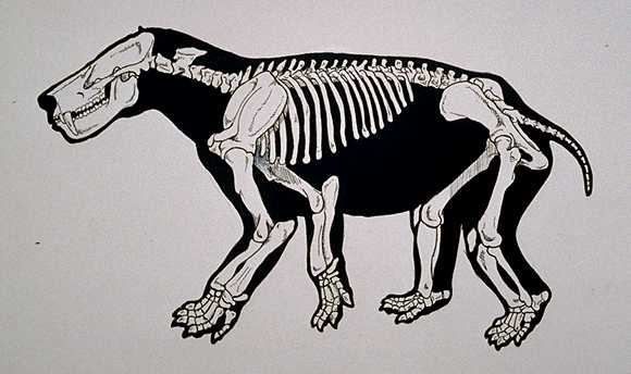 Jaguar Skeleton